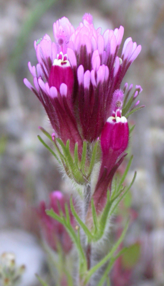A single purple owl's clover flower