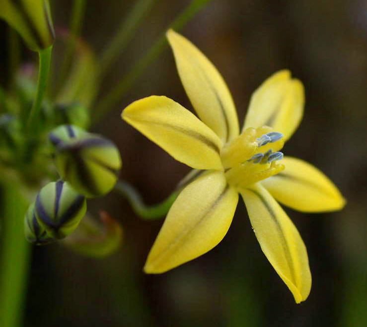 Close of of a single tritileia flower