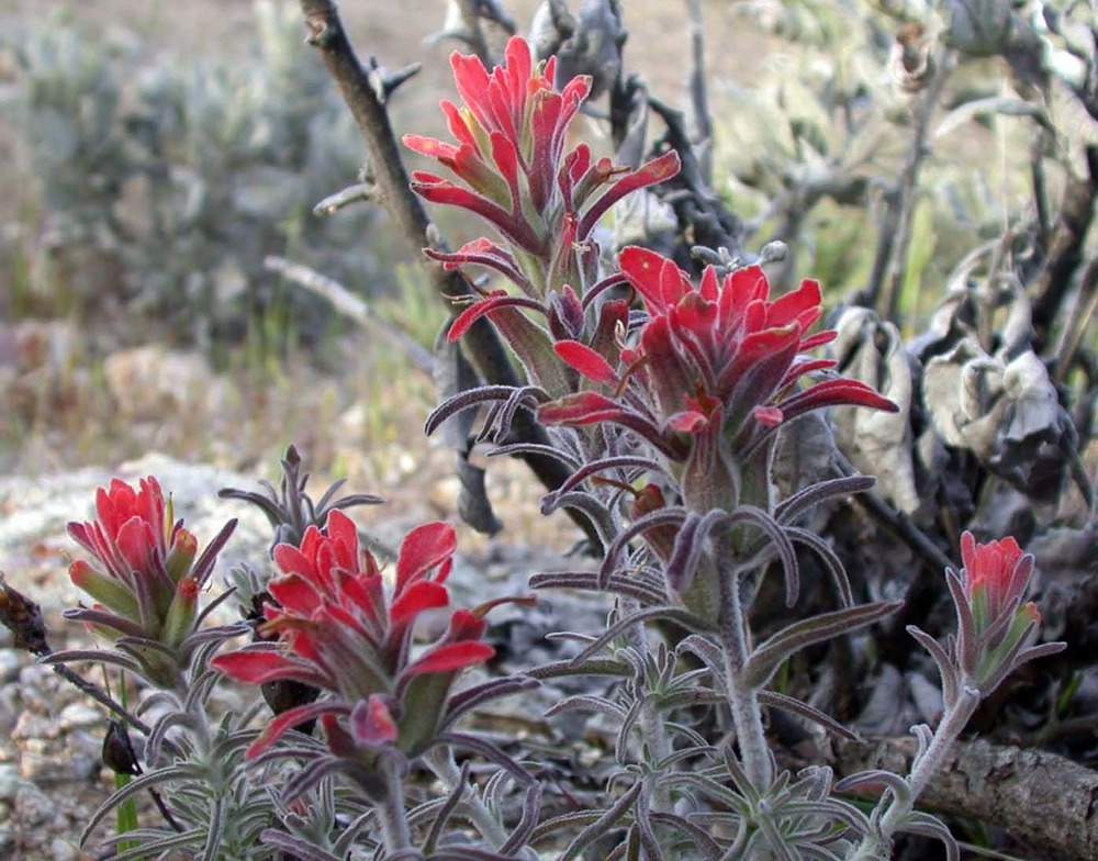 A cluster of woolly Indian paintbrush flowers