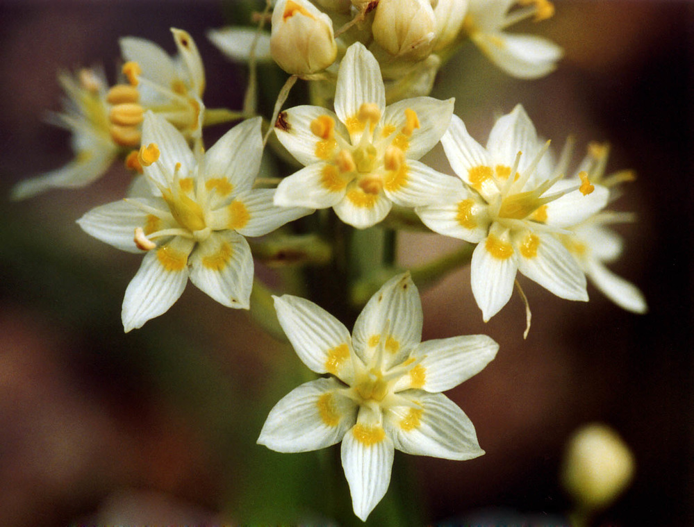 Close-up view of Fremont's star lily flowers