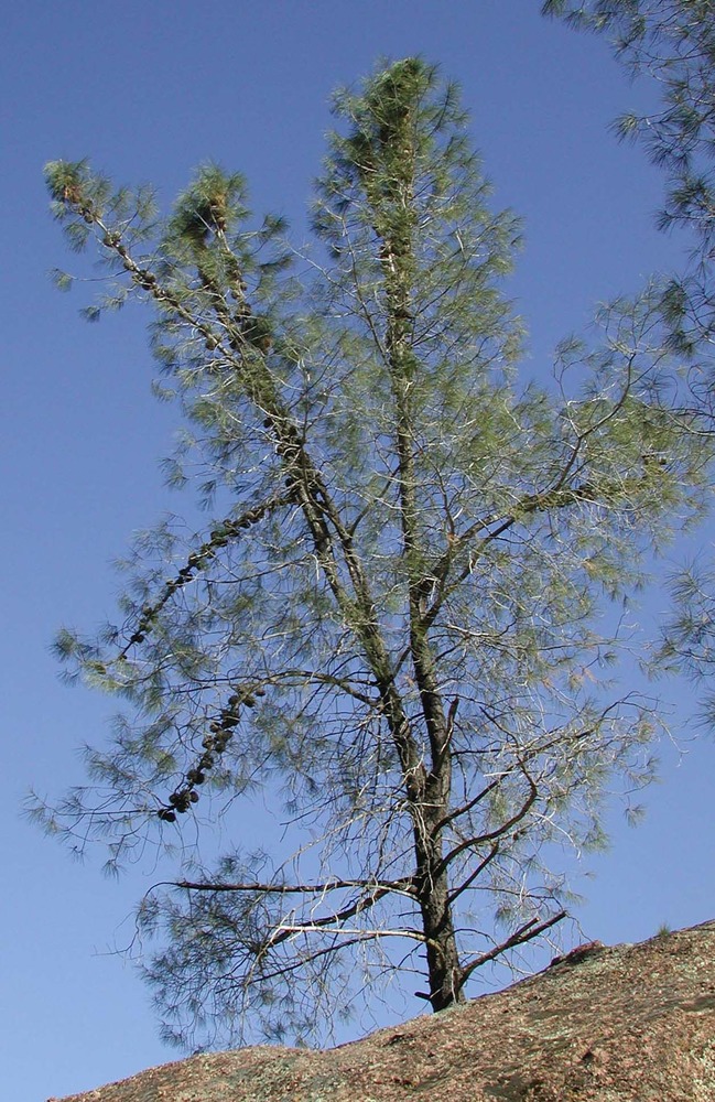 A gray pine tree growing on a slope