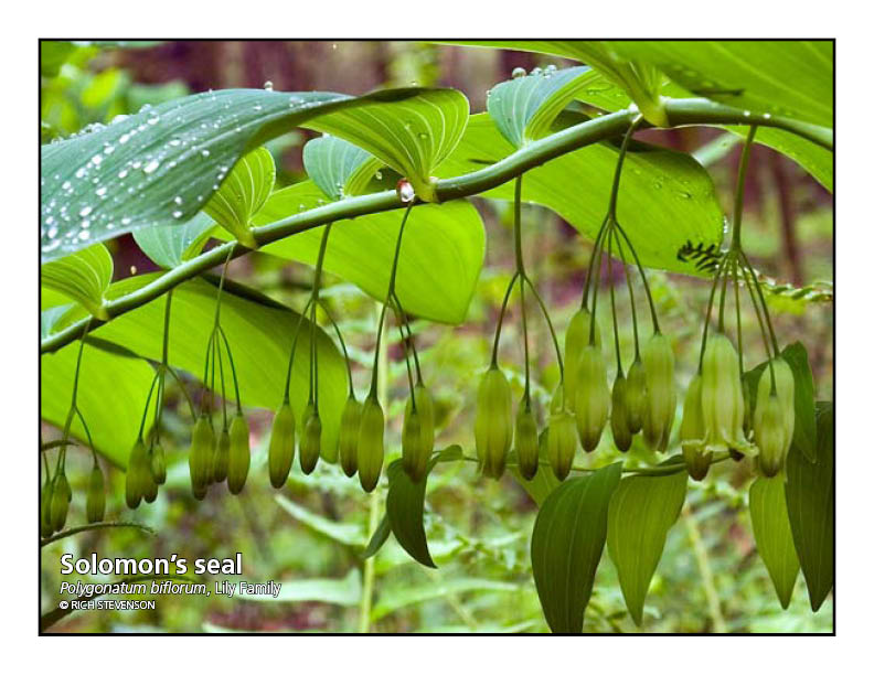 small green flowers hang under green leaves