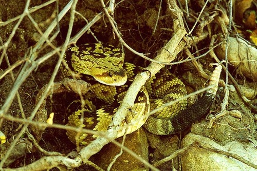 Photograph ofa a Black-tailed Rattlesnake taken near the trail to the Cliff Dwellings