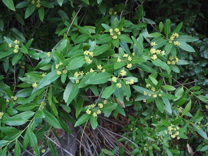 A low California bay shrub