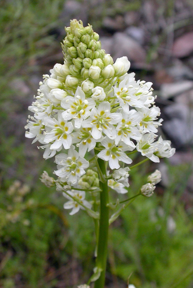 The flowering stalk of a death camas plant