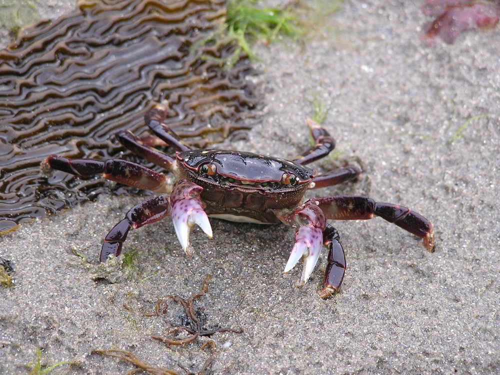 A small, dark purple crab on wet sand, white-tipped claws extended.