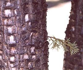 A detailed photograph of Alligator juniper with back and leaf detail.