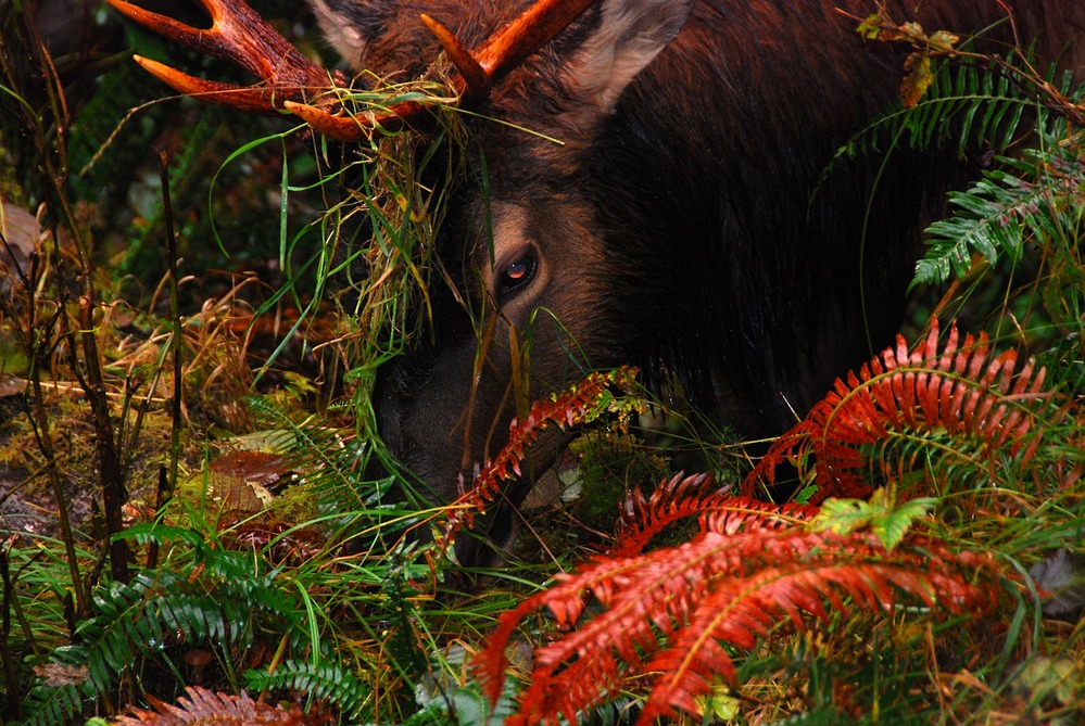 An antlered bull elk bends to graze among red and green ferns on the forest floor.