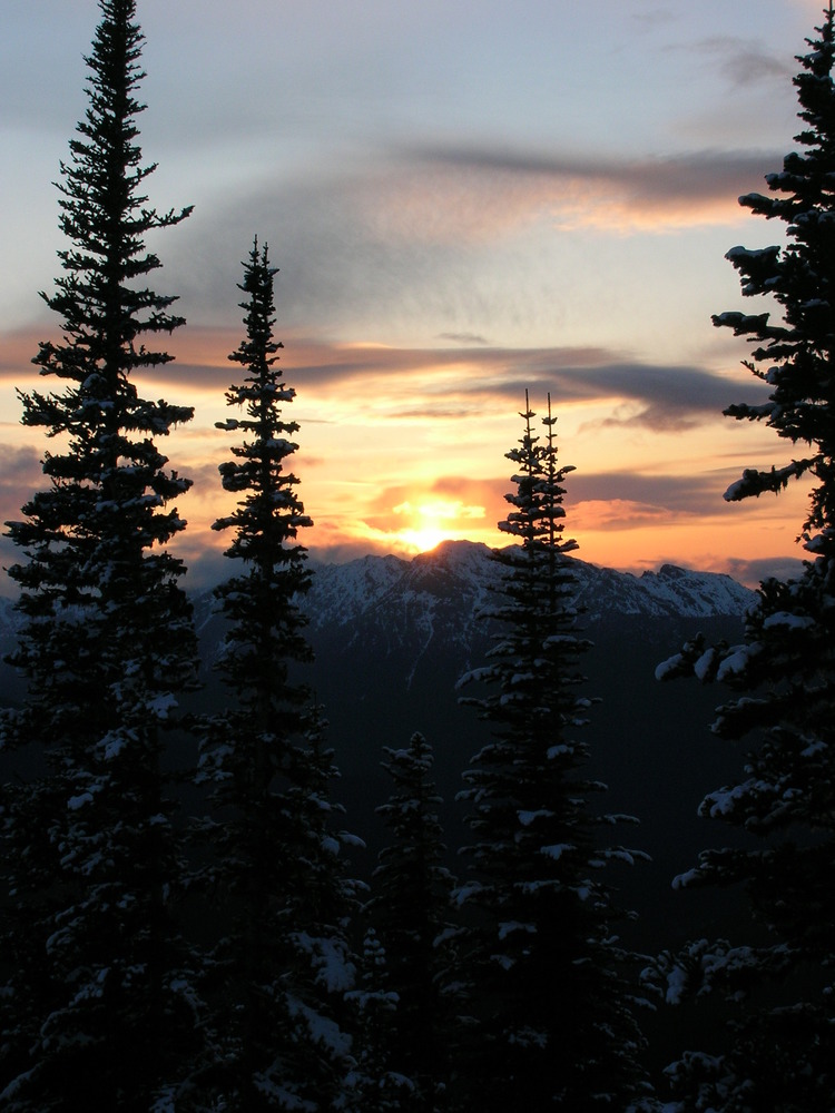 Sunset over the mountains, seen through tall, snowy evergreen trees.