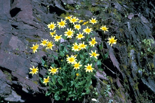 Arnica