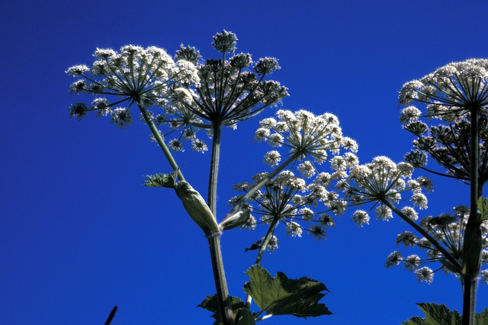 Cow Parsnip