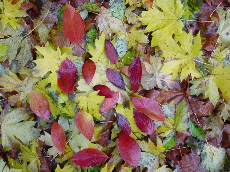 Red and yellow leaves on the forest floor.