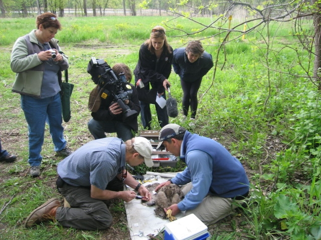 Eagle tagging station.