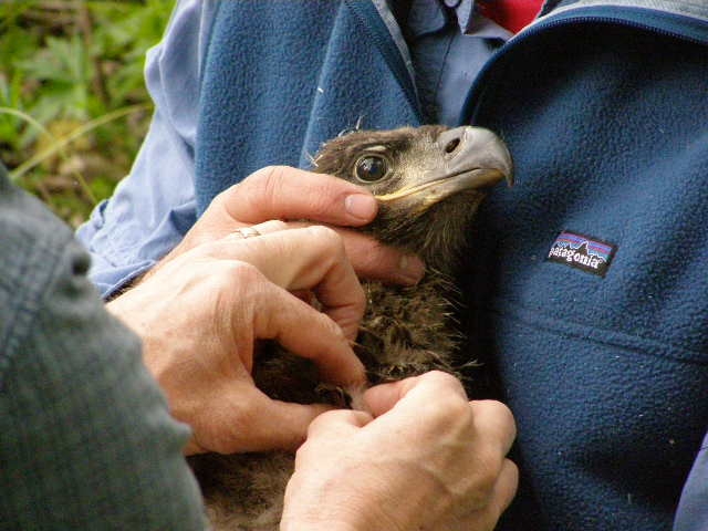 Obtaining a Feather Sample