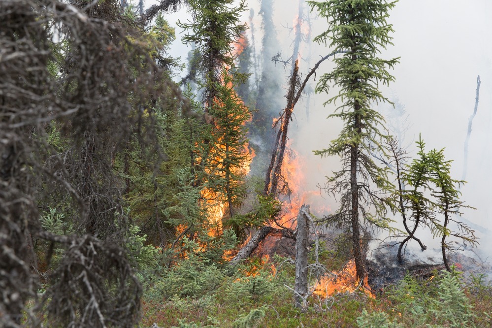 Flames rising up black spruce