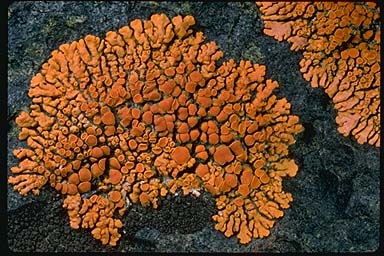 Xanthoria lichens may be found during the park's upcoming bioblitz.