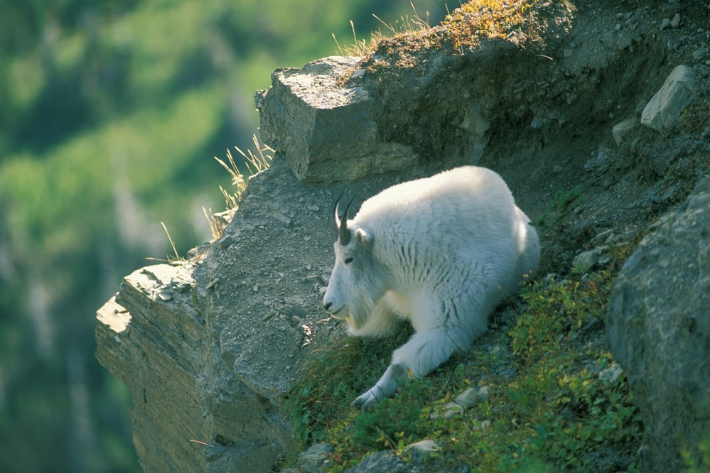 Mountain Goat