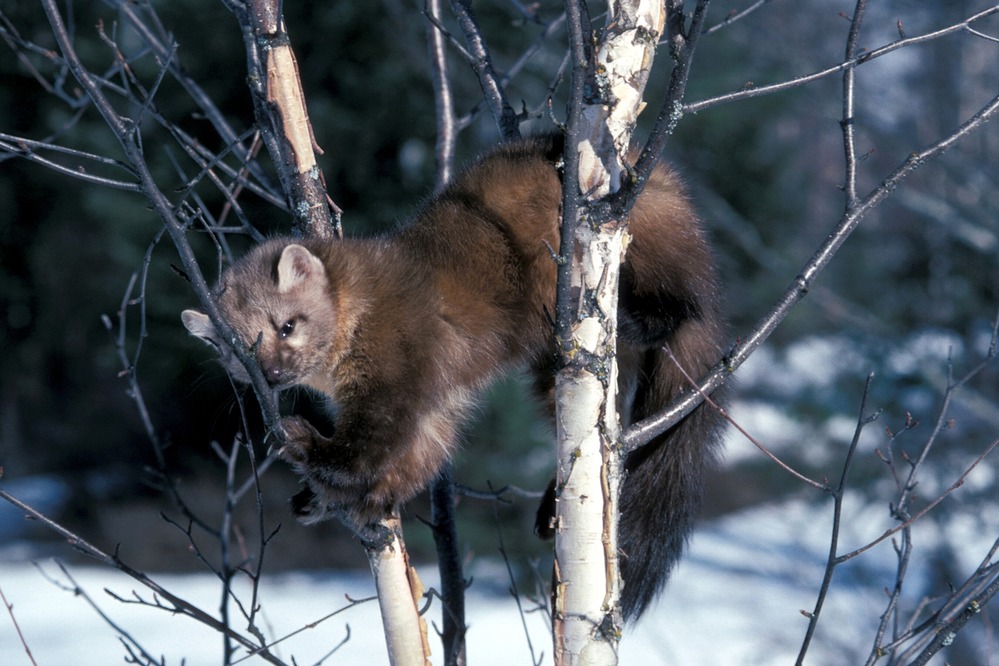Pine Martin