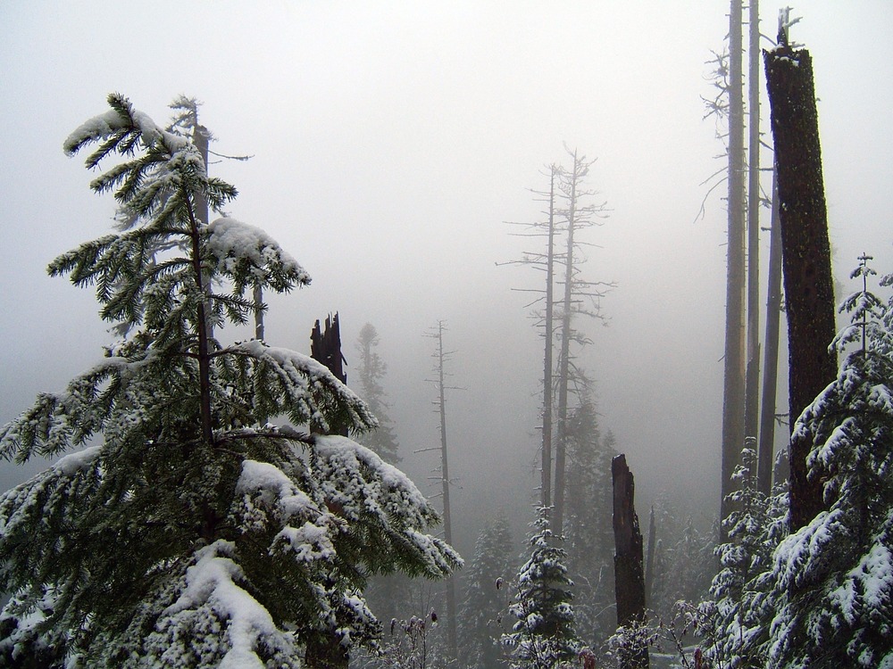 Fog covers the Cliff Nature Trail.