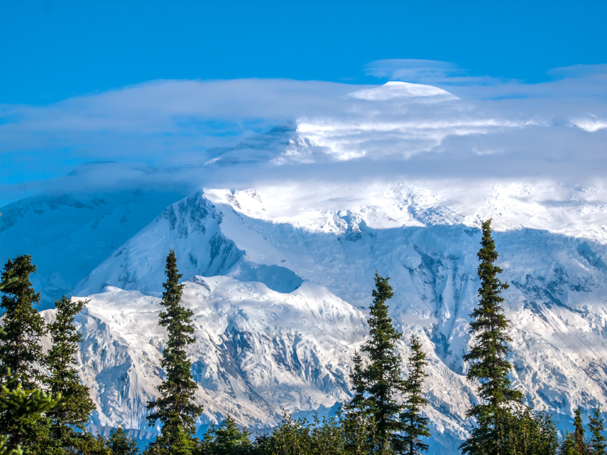 a vast snowy mountain with spruce trees in the foreground
