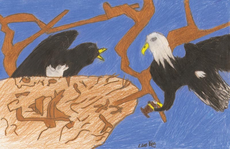 Winner. Mighty Mississippi, 2011. Many Bald Eagles now live and nest along the river.