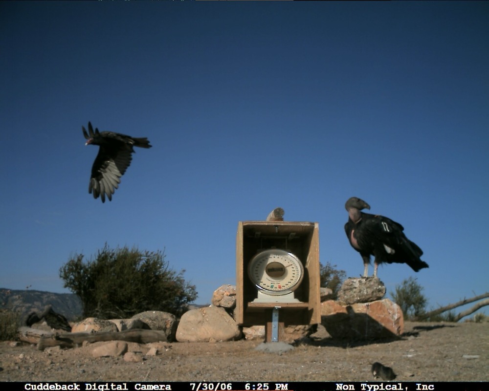 Image of Condor at Pinnacles National Monument