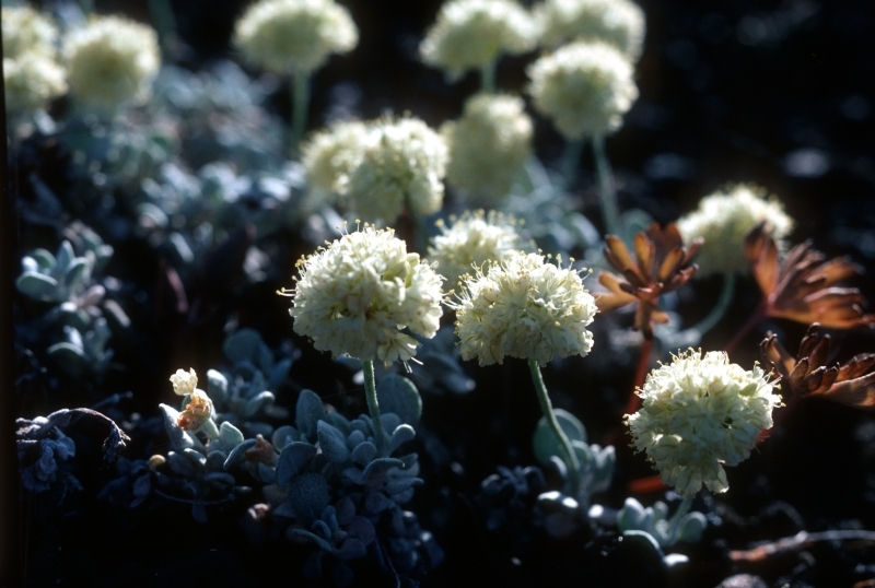 dwarf buckwheat