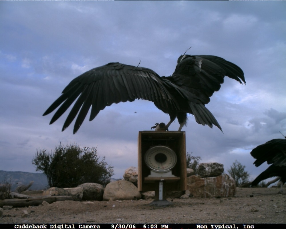 Image from the Pinnacles CondorCam