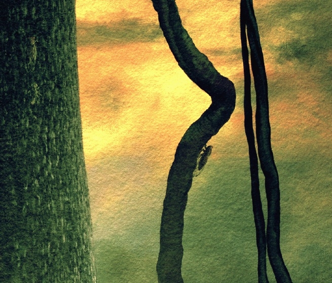 Cicada