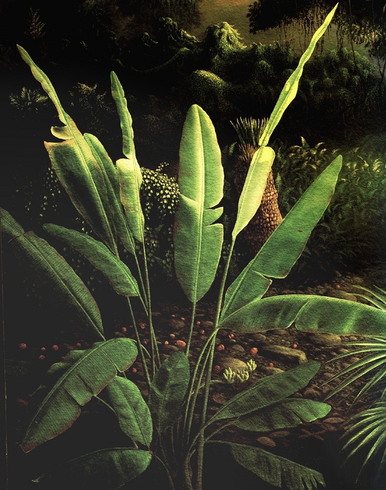 Ensete
