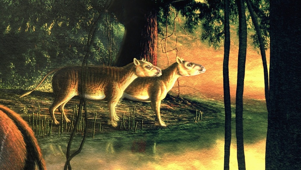 Hyrachyus