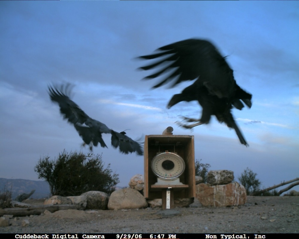 A condor coming in for a landing.
