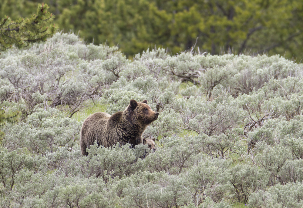 Sow and cub stand together in the sagebrush