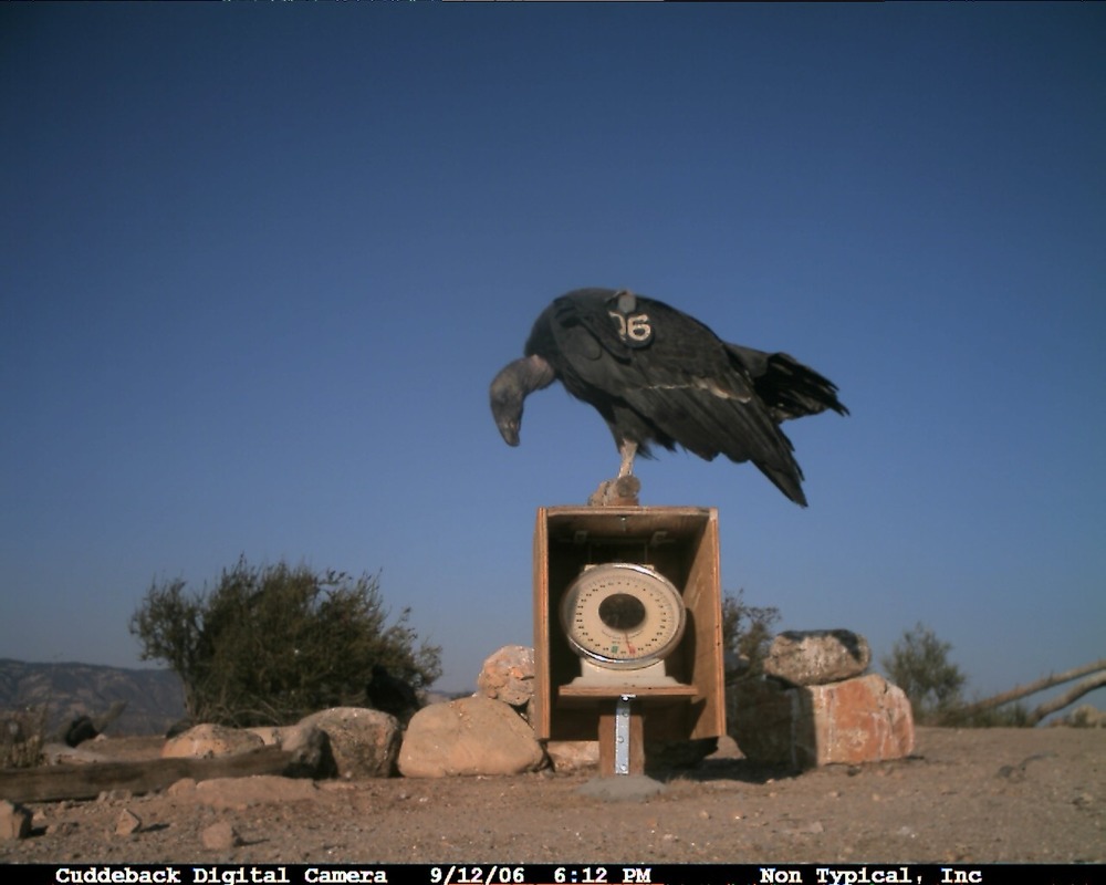 Image from the Pinnacles CondorCam