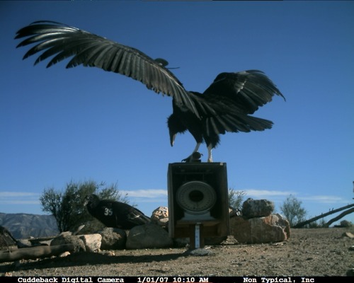 An image from the Pinnacles CondorCam