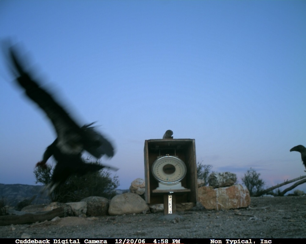 An image from the Pinnacles CondorCam