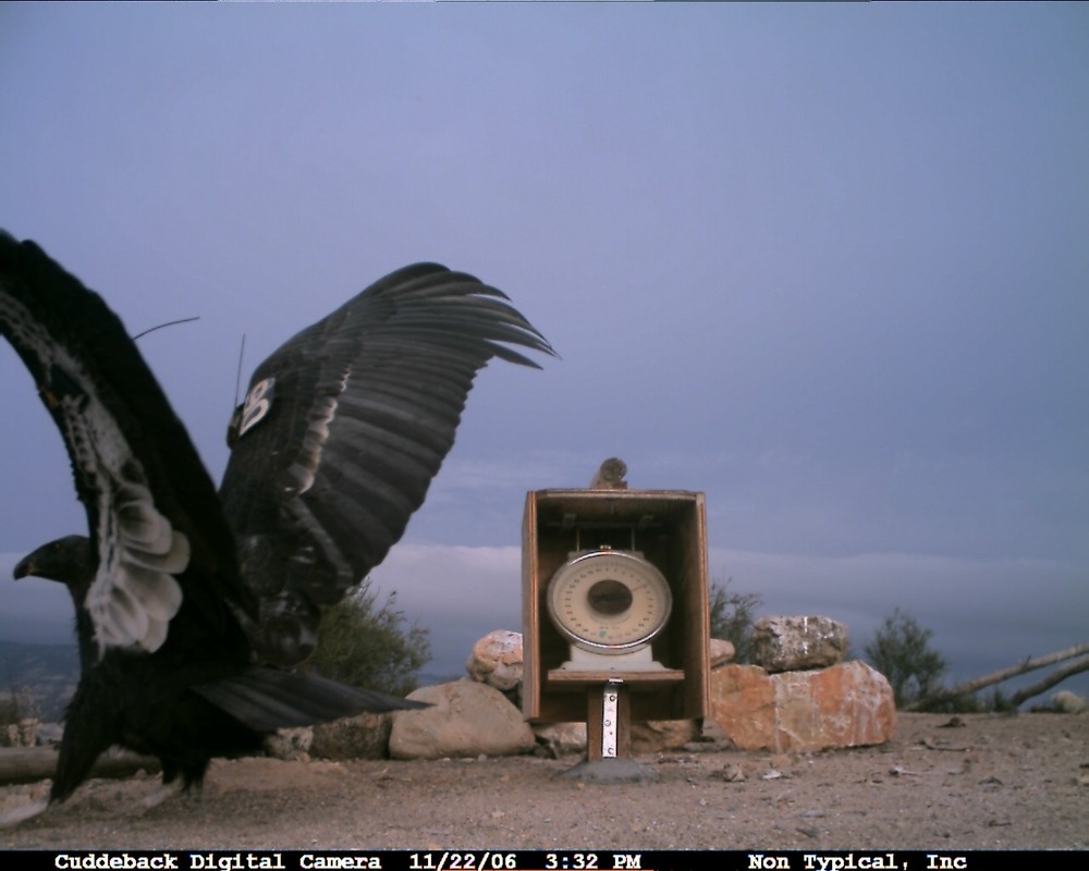 An image from the Pinnacles CondorCam