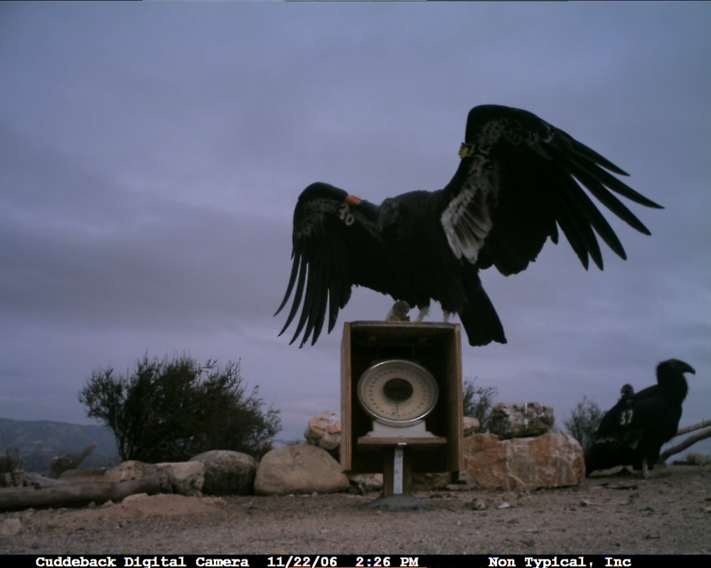 An image from the Pinnacles CondorCam