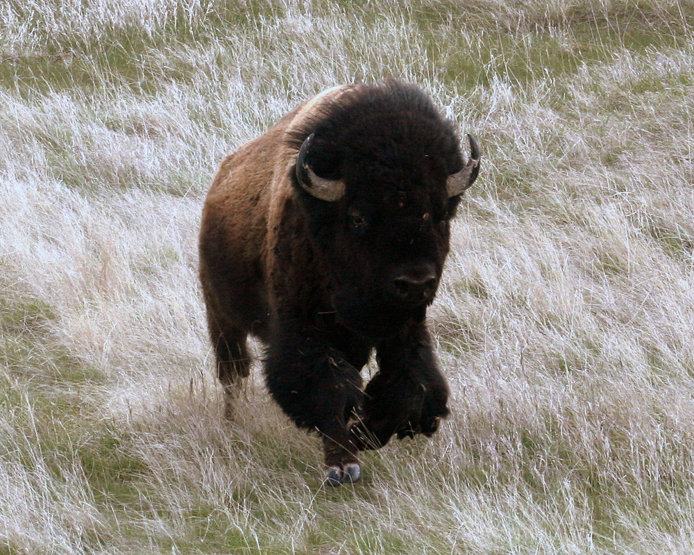 Bison Running