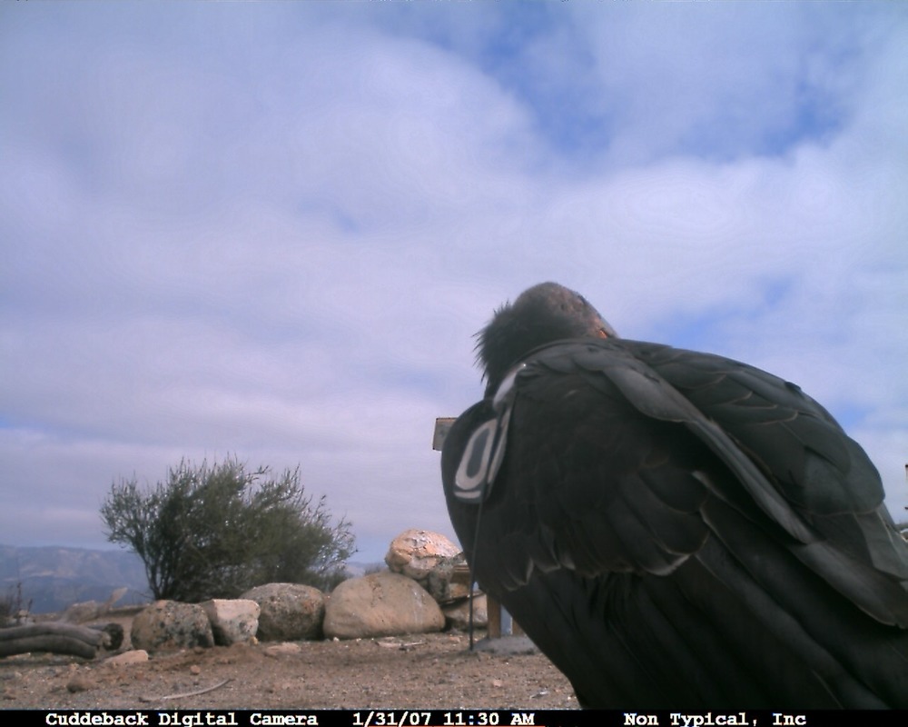 Pinnacles CondorCam Image