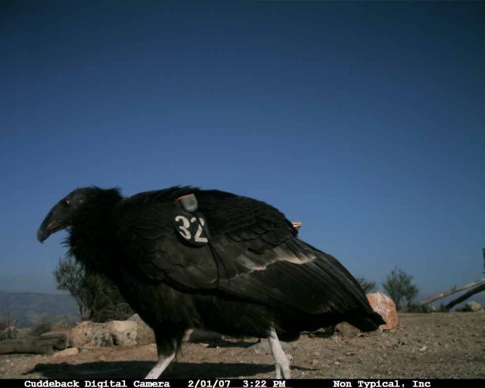 Pinnacles CondorCam Image