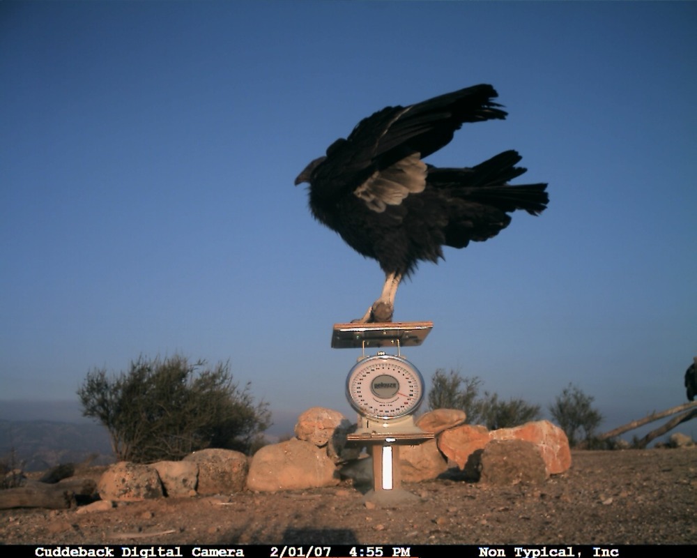 Pinnacles CondorCam Image