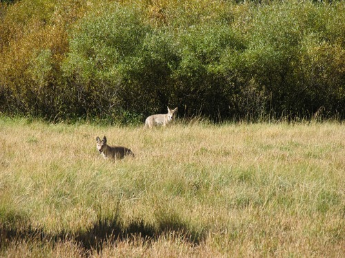 Coyoyes frequently enter the meadow to hunt ground squirrels and other small mammals.