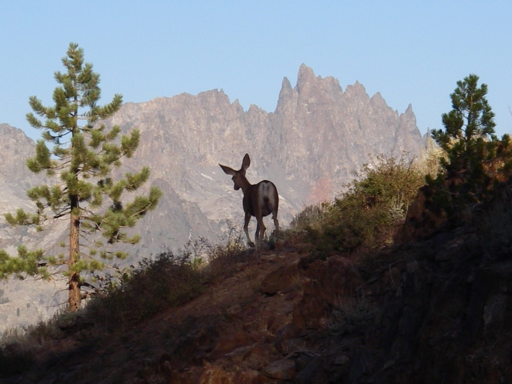 A mule deer greets the day with the Minarets in the background.