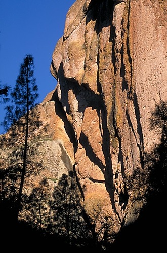 A gray pine against a background of rock formations