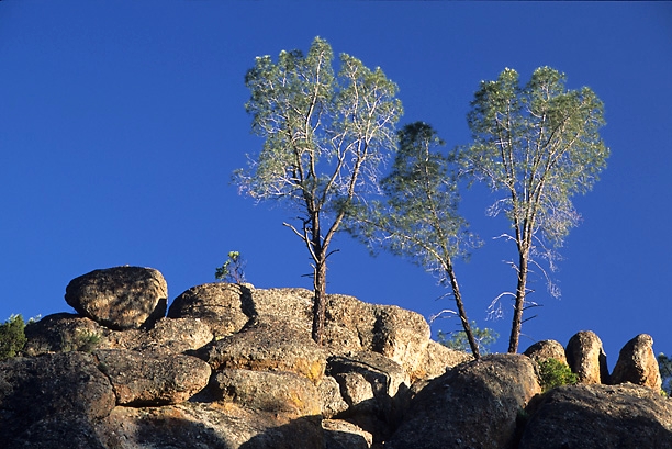 Gray pines glowing against a deep blue sky
