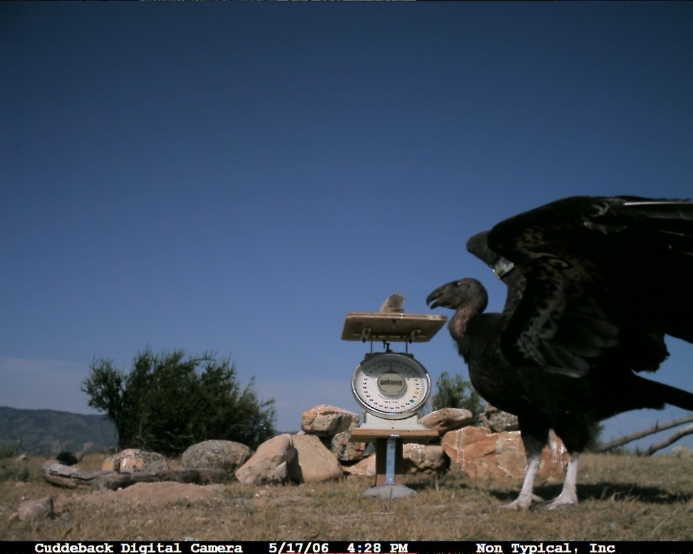 A condor stands near the scale perch.