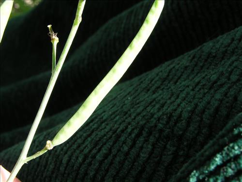 Streptanthus cutleri. Big Bend National Park, Tunnel. March 2004