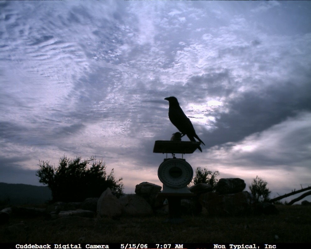 A raven thinks big atop the CondorCam scale perch.