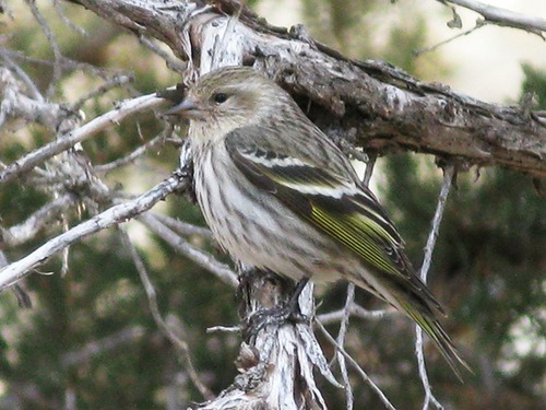 Pine Siskin